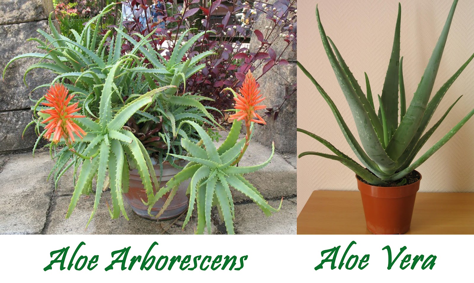 Aloe Arborescens Vs Aloe Vera aloe vera ..mente ? mauro guitto
